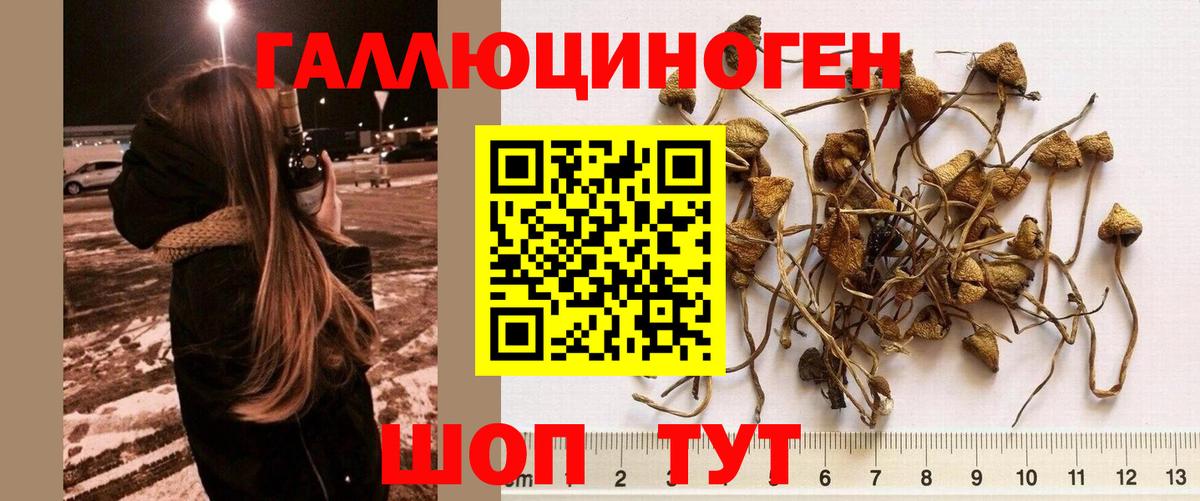 Псилоцибиновые грибы Psilocybine cubensis  где найти наркотики  Вход с VPN  Петрозаводск  Псилоцибиновые грибы прущие грибы 